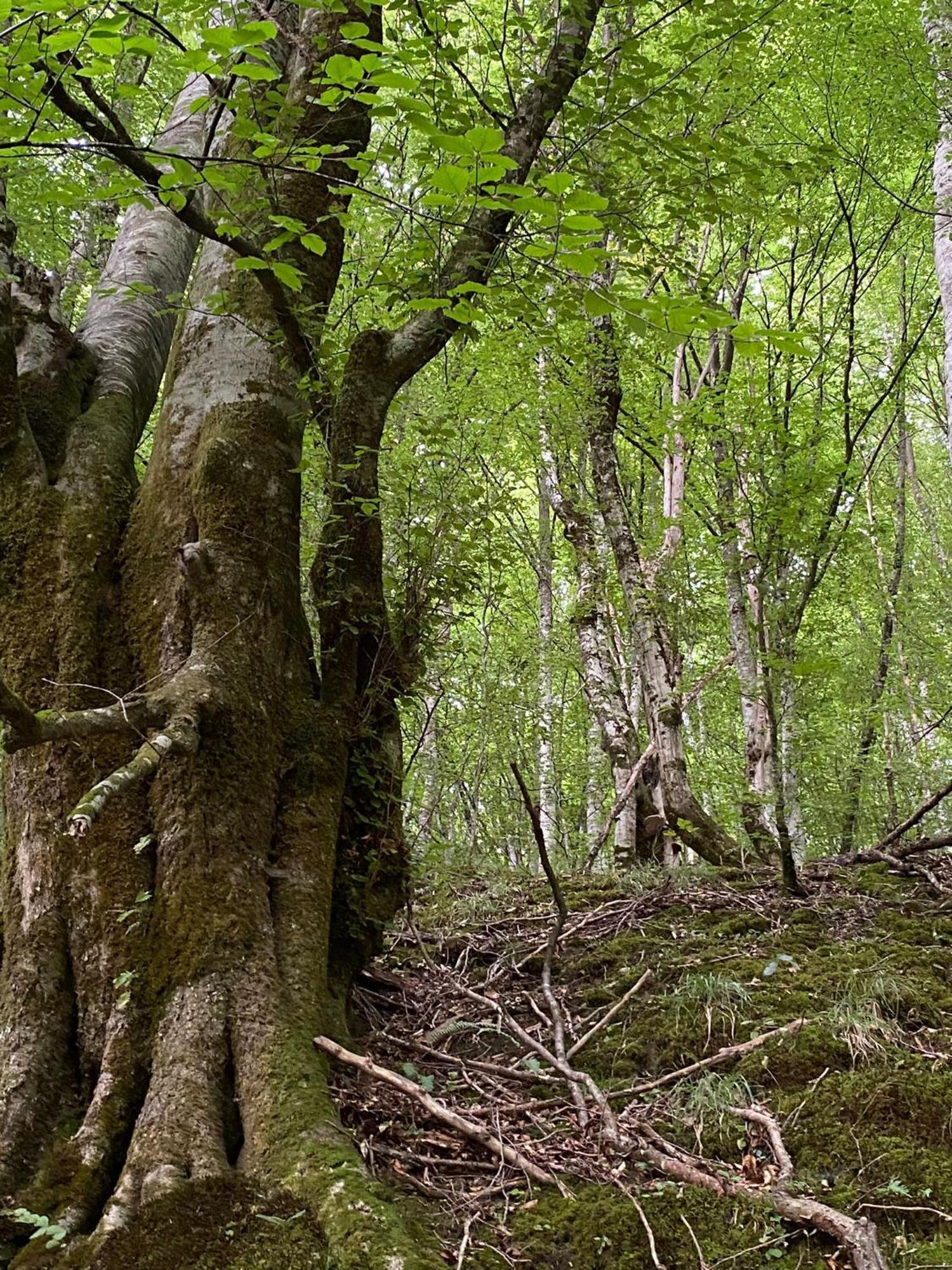 Apartmani Jana Bijelo Polje Bagian luar foto